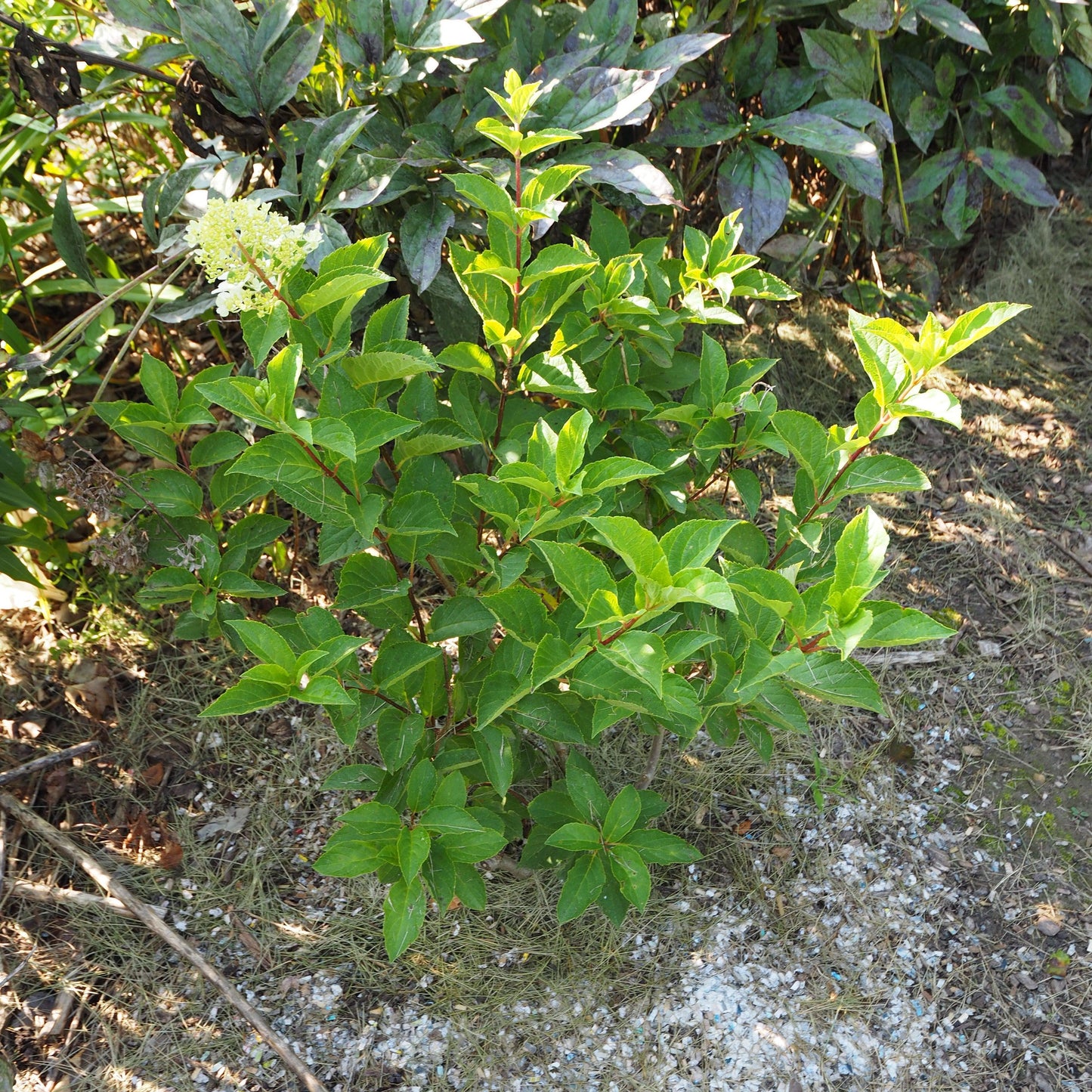 First Editions® Berry White® Hydrangea