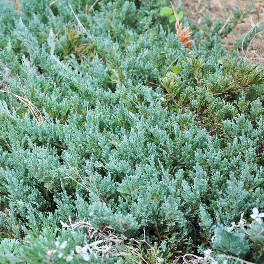 Youngstown Creeping Juniper