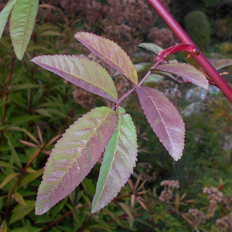 Swamp Rose