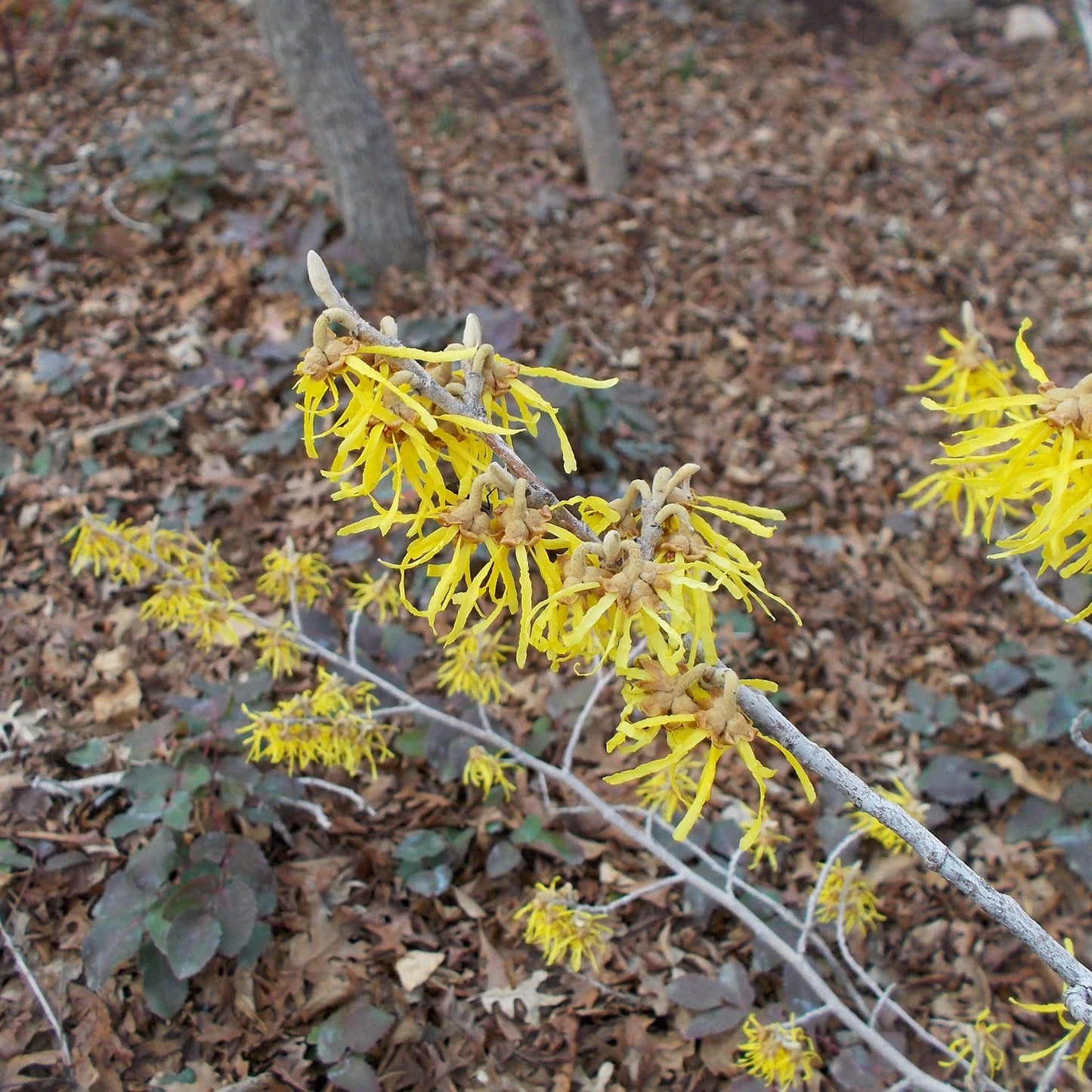 Arnold Promise Witch Hazel