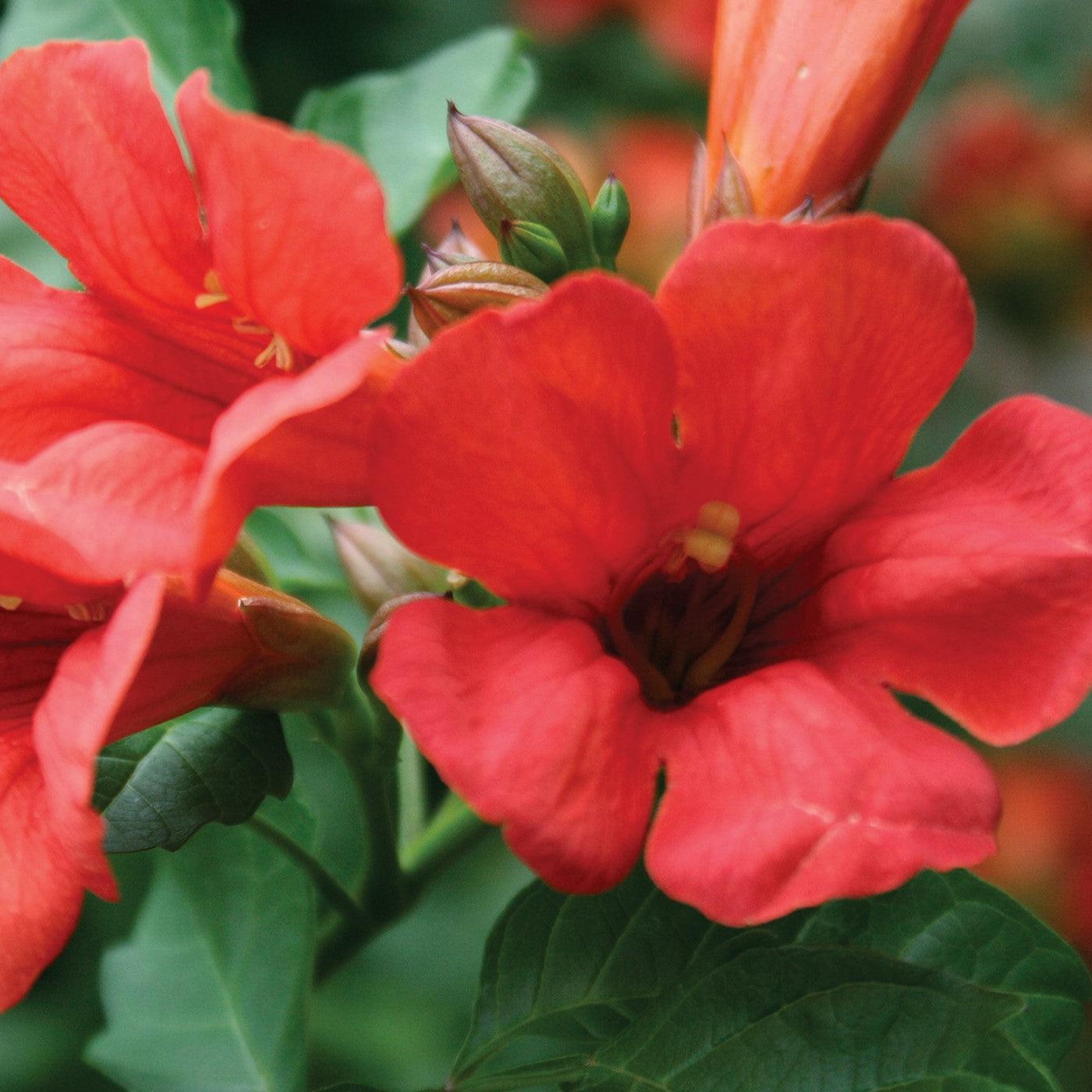 Campsis x tagliabuana 'Takarazuka Fresa' PP 23,917  - Summer Jazz™ Fire Campsis