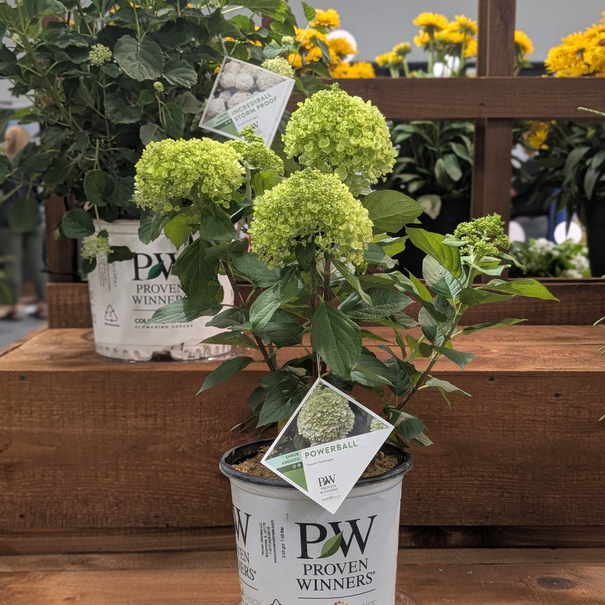 Hydrangea paniculata 'SMNHPLK'  - PW® Powerball™ Hydrangea