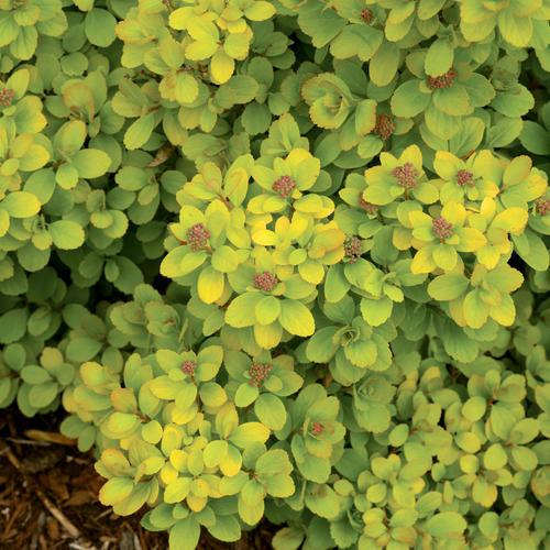 Glow Girl® Birchleaf Spirea