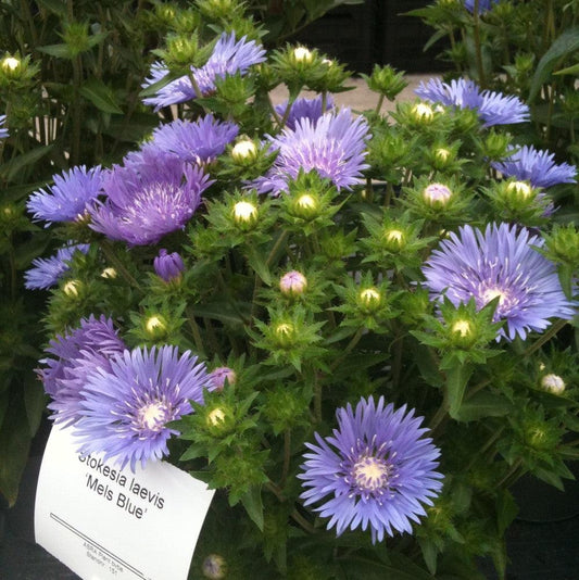 Stokesia laevis 'Mel's Blue'  - Mel's Blue Stokes' Aster