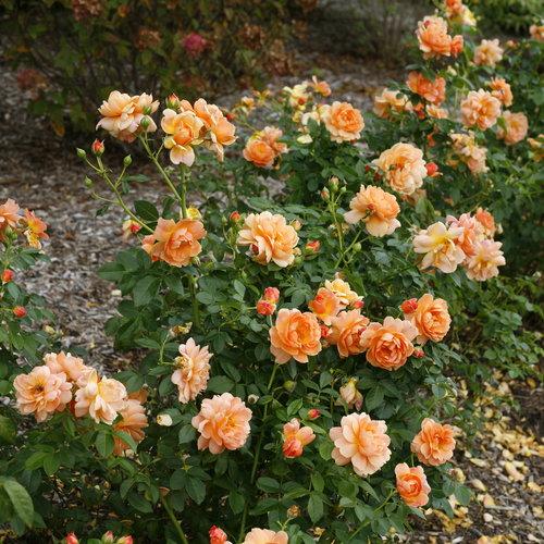 Proven Winners® Color Choice® At Last® Rose