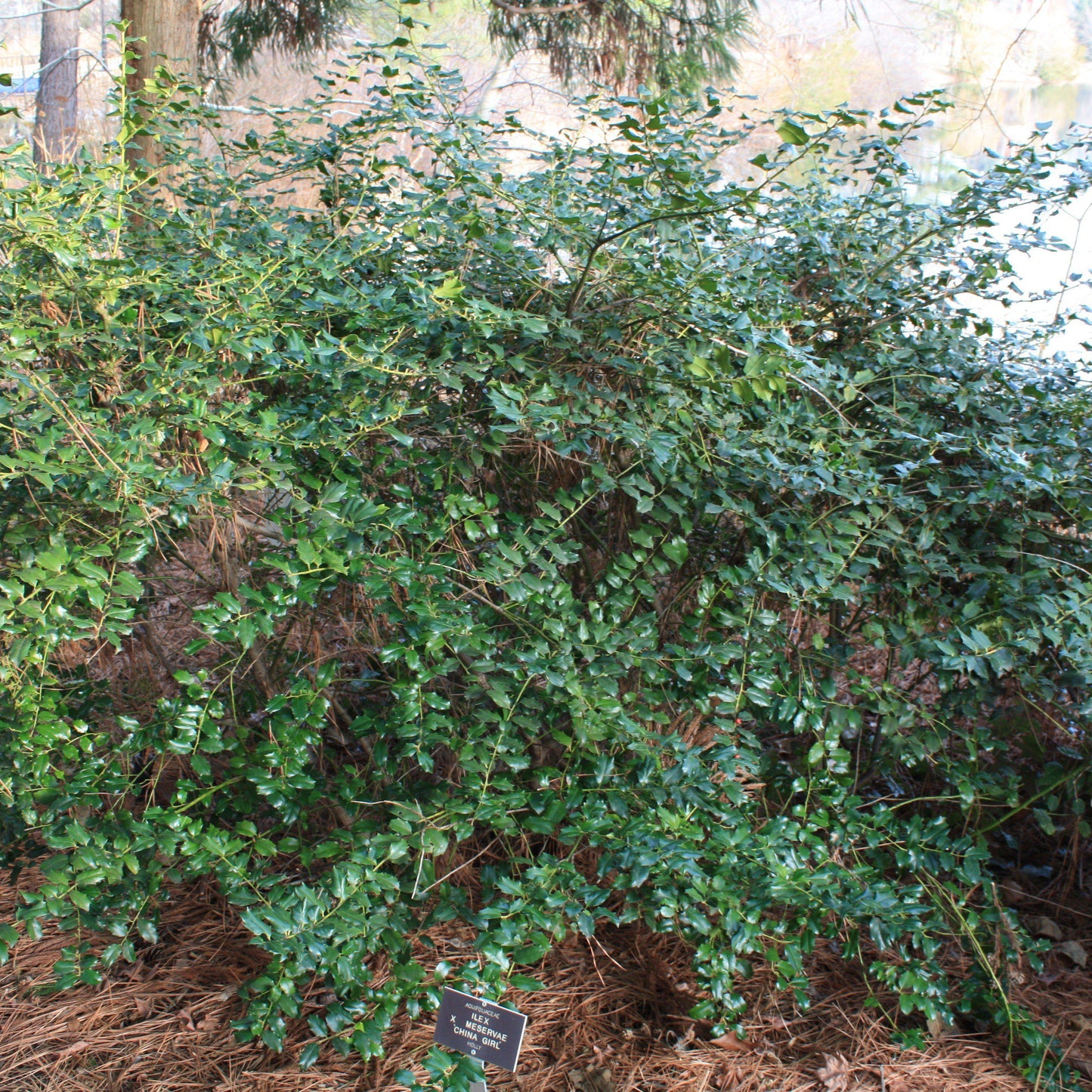 China Girl® Holly