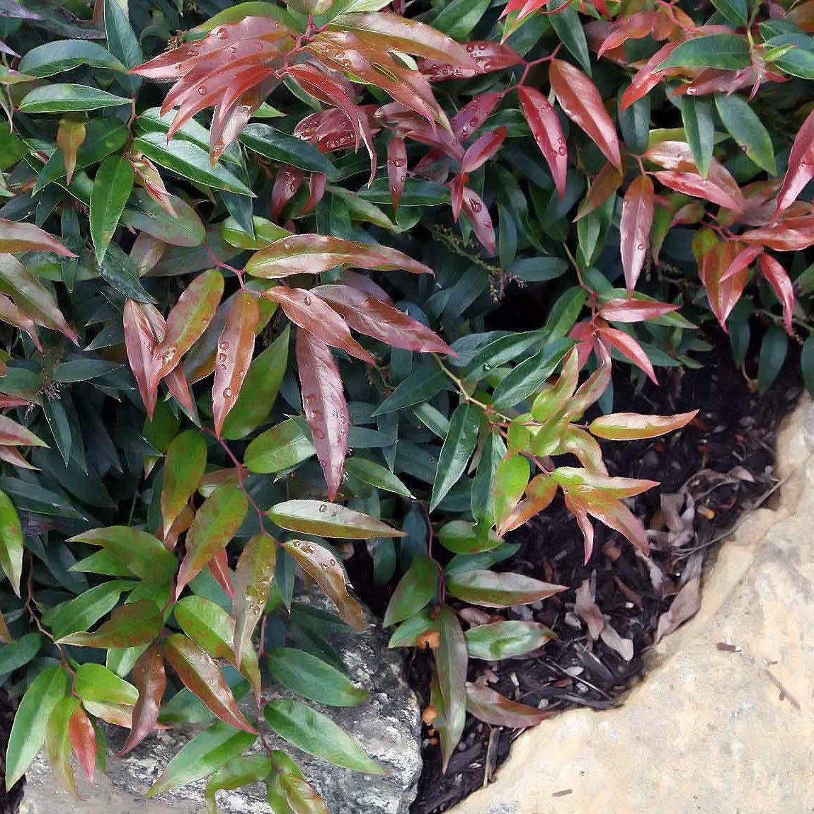 Burning Love™ Leucothoe