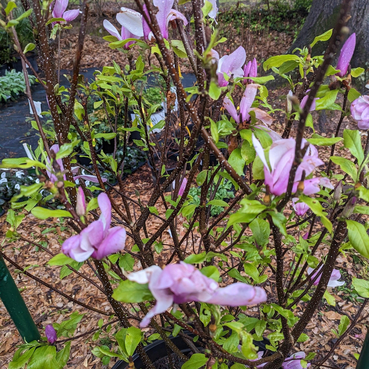 Saucer 'Jane' Magnolia
