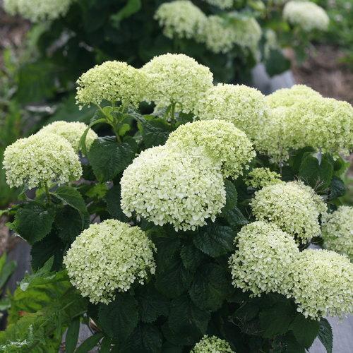 Invincibelle® Limetta Smooth Hydrangea