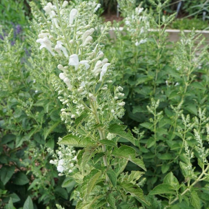 Scutellaria incana 'Prairie Snow'  - Prairie Snow Downy Skullcap