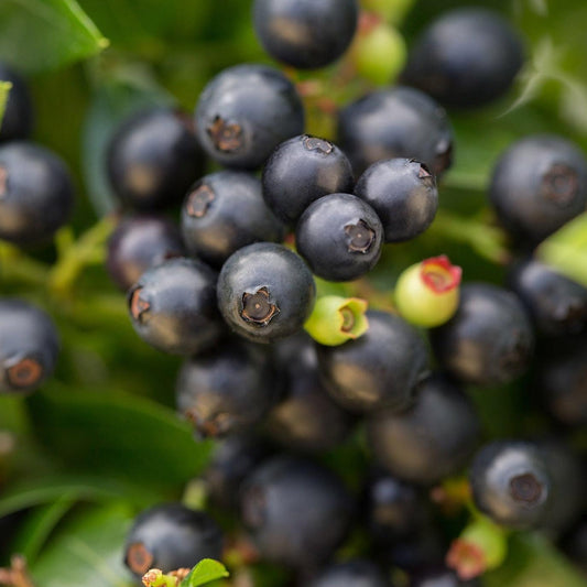 Bushel and Berry® BerryBux® Blueberry