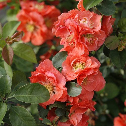 PW® Double Take™ Peach Flowering Quince
