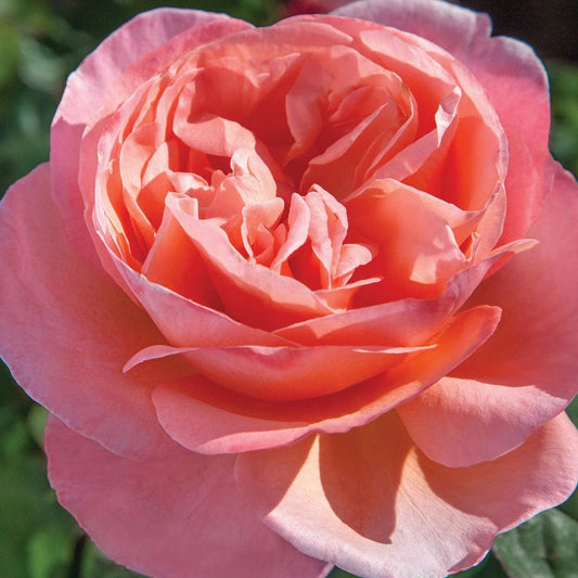 Bloomables® Sweet Mademoiselle™ Rose