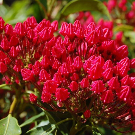 Kalmia latifolia 'Stoplight'  - Stoplight Mountain Laurel