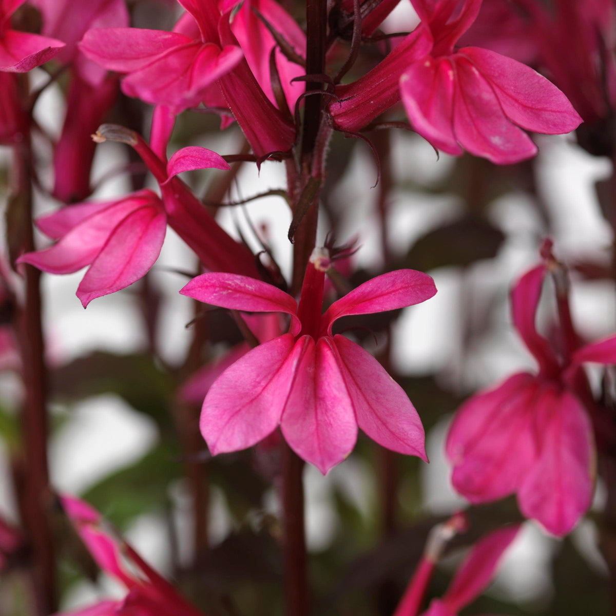 Lobelia x speciosa 'PAS1302714'  - Starship™ Rose Cardinal Flower