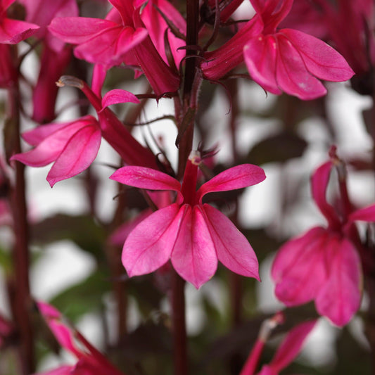 Lobelia x speciosa 'PAS1302714'  - Starship™ Rose Cardinal Flower