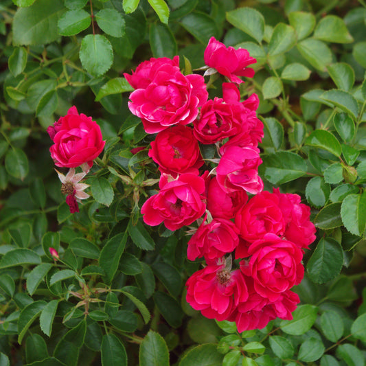 Flower Carpet® Scarlet Rose