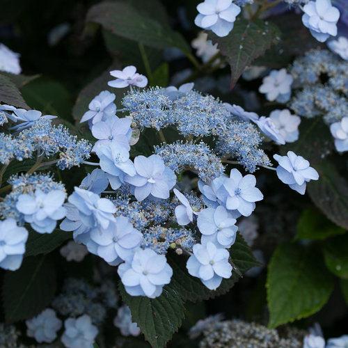 Tiny Tuff Stuff™ Hydrangea