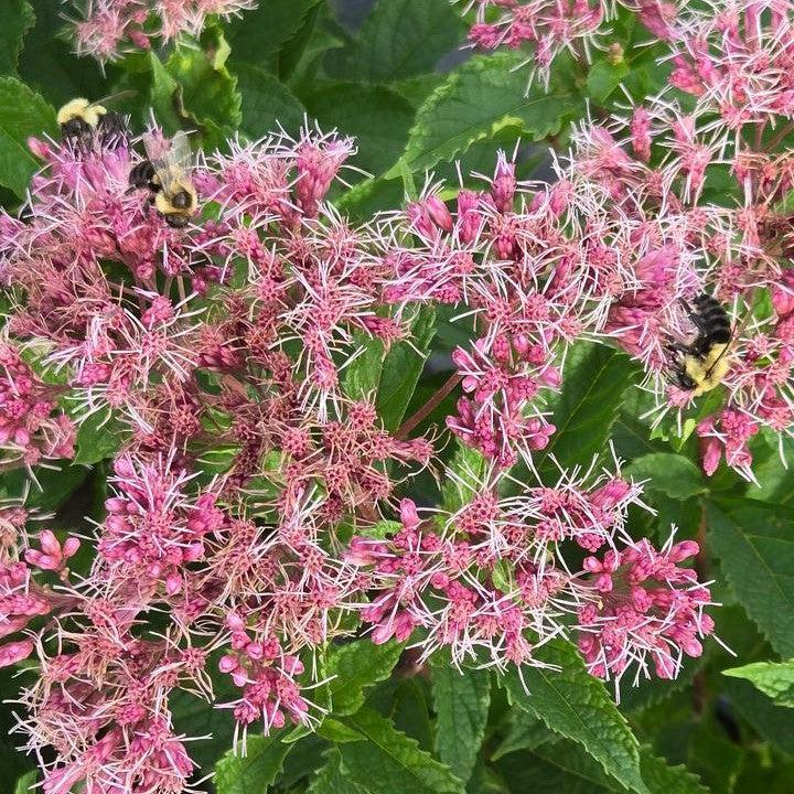 Eutrochium dubium 'Little Pye'  - Little Pye Coastal Pye Weed