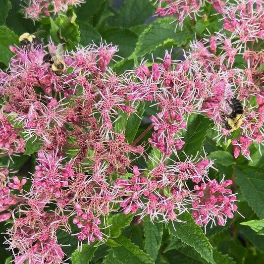 Eutrochium dubium 'Little Pye'  - Little Pye Coastal Pye Weed