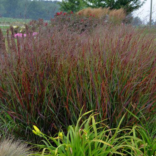 Prairie Winds® Cheyenne Sky Switch Grass