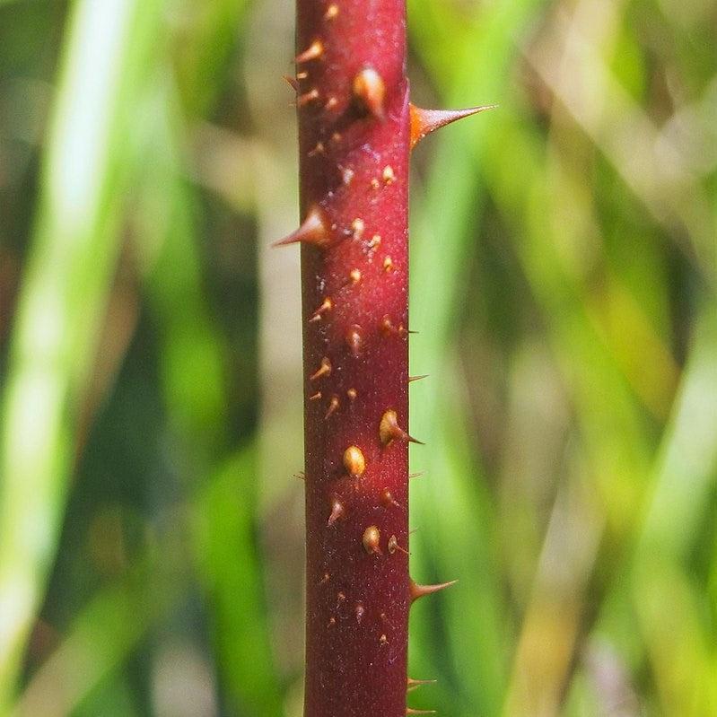 Swamp Rose