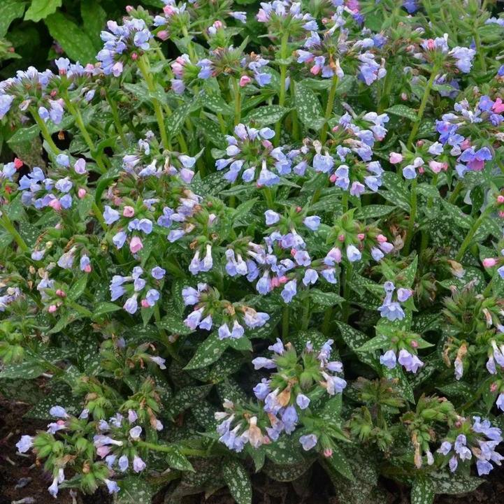 Pulmonaria 'Twinkle Toes'  - Twinkle Toes Lungwort