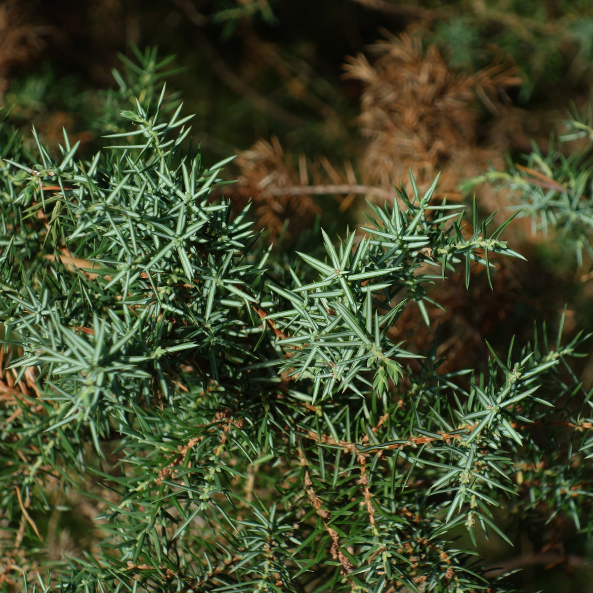 Juniperus communis 'Compressa'  - Pencil Point Juniper