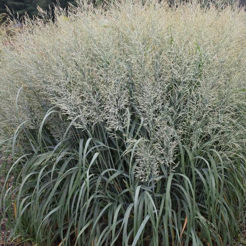 Panicum virgatum 'Niagara Falls'  - Prairie Winds® Niagara Falls Switch Grass