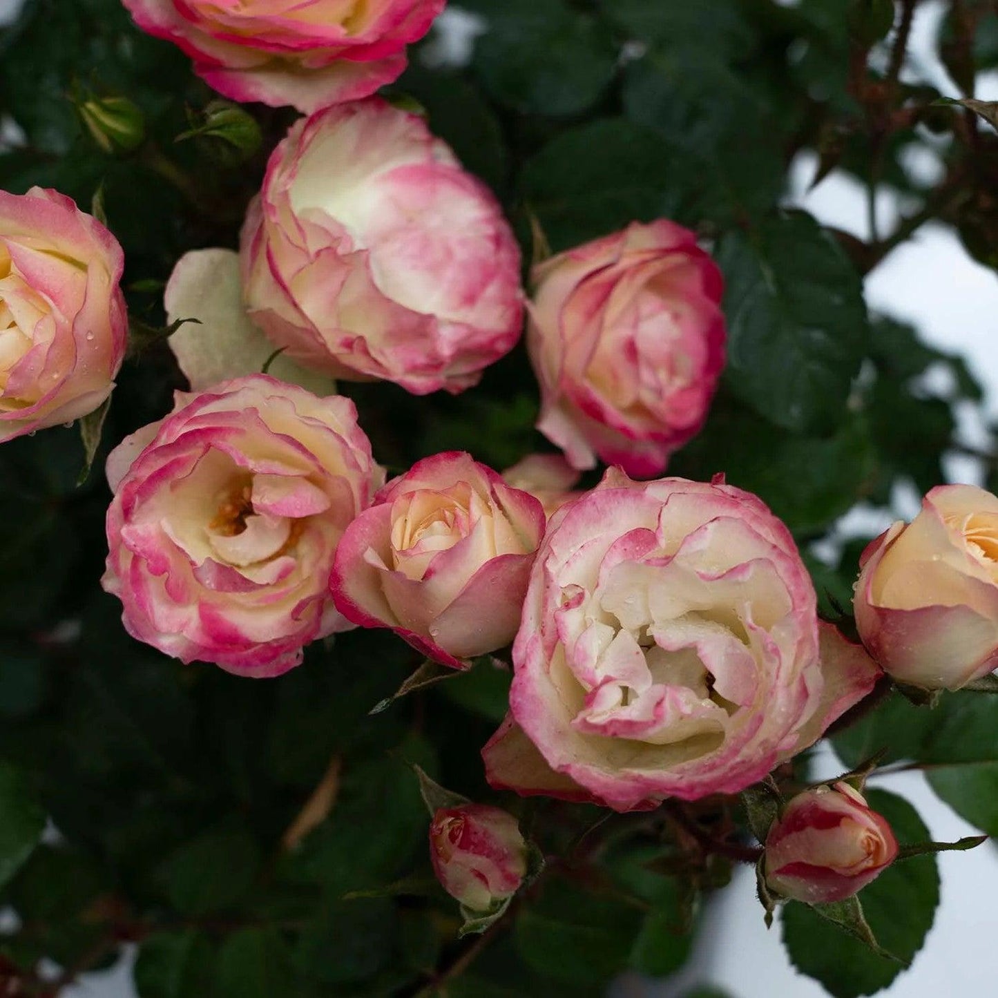 Rosa 'Radmeadow'  - Enchanted Meadow™ Rose