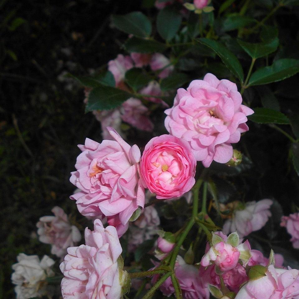 The Fairy Rose