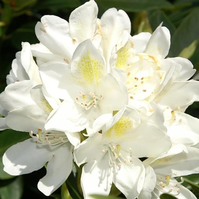 Chionoides Rhododendron