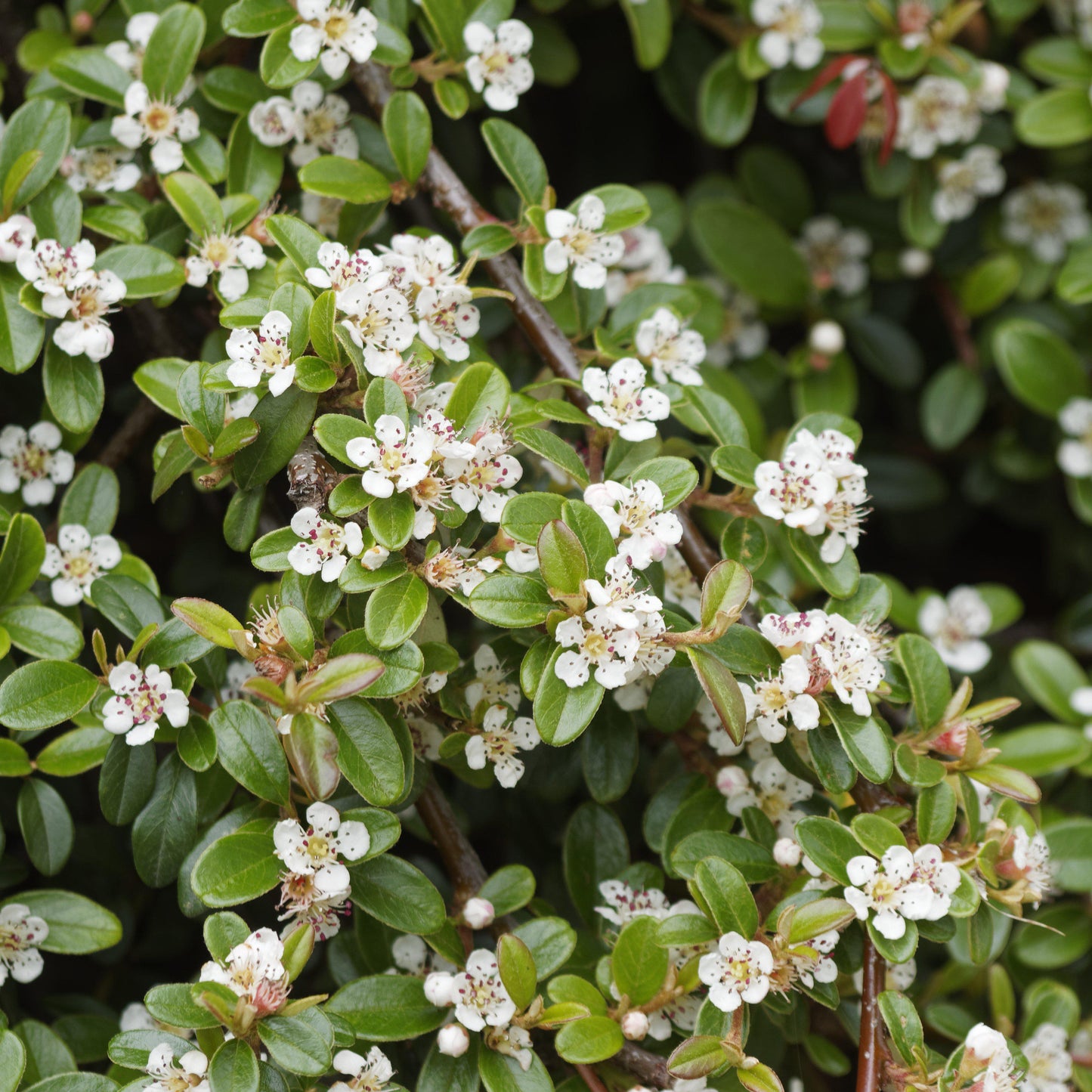 Coral Beauty Cotoneaster