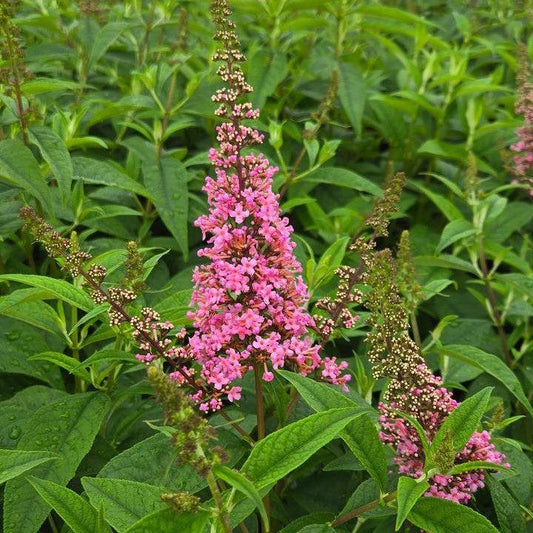 Buddleia davidii 'Bailbudone'  - First Editions® Trippy Pink® Butterfly Bush