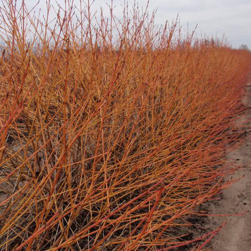 Arctic Sun® Dogwood