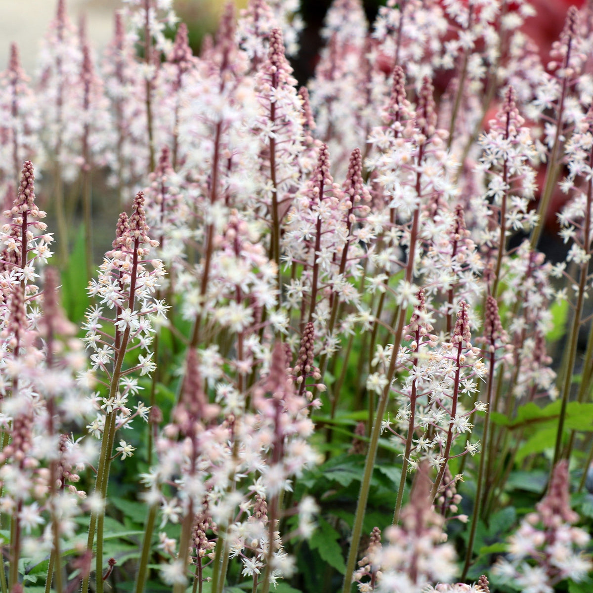 Tiarella 'Sugar and Spice'  - Sugar and Spice Foamflower