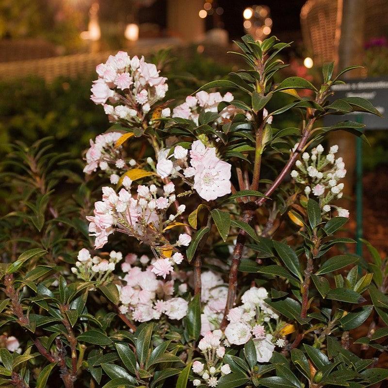 Elf Mountain Laurel