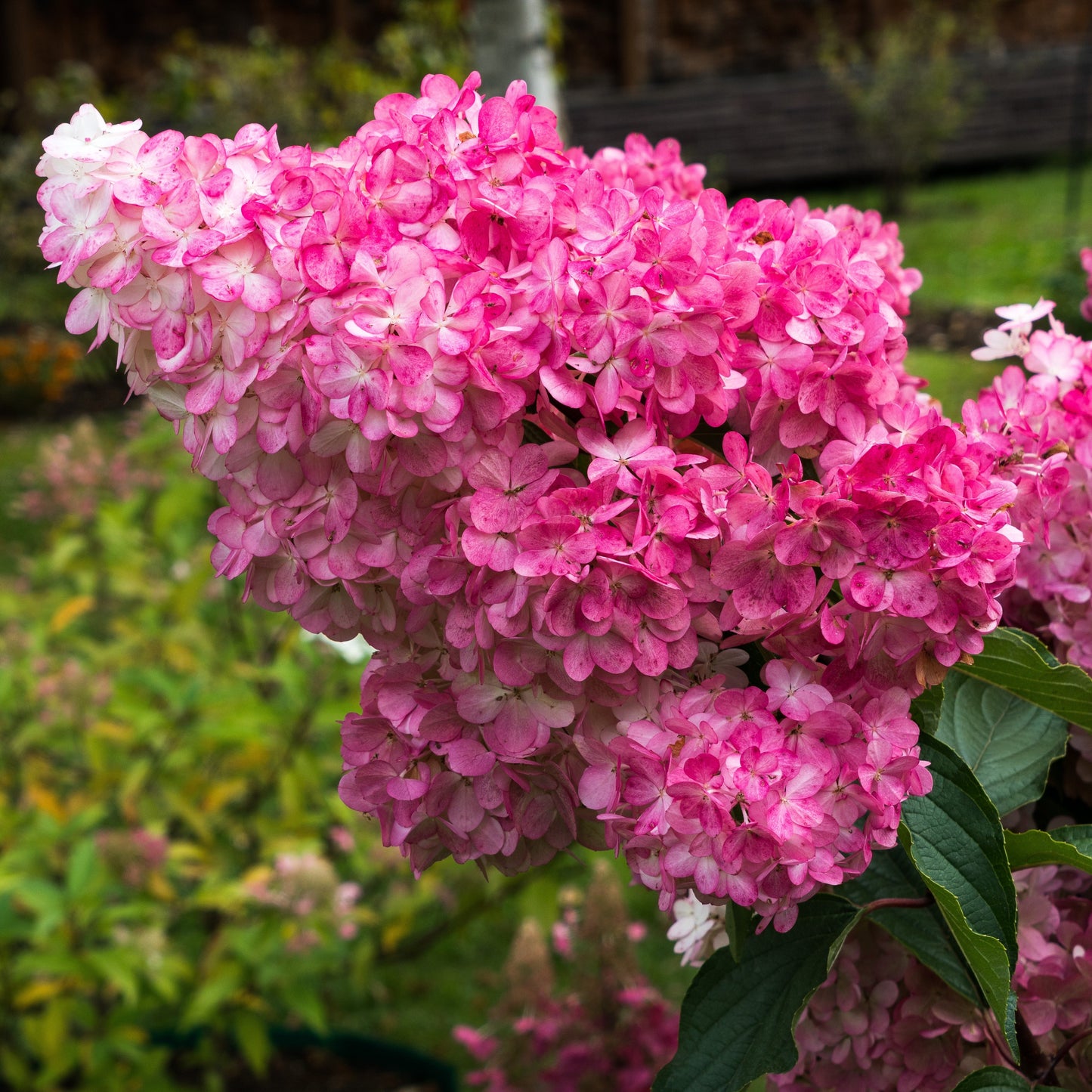 First Editions® Berry White® Hydrangea