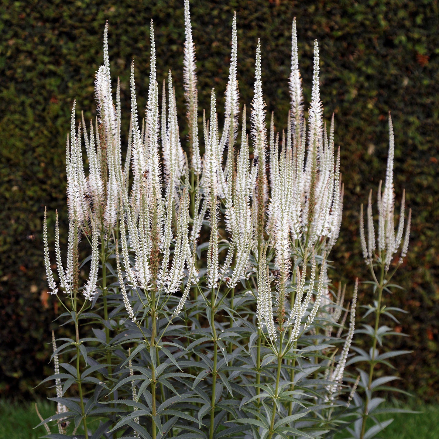 Veronicastrum virginicum  - Culver's Root