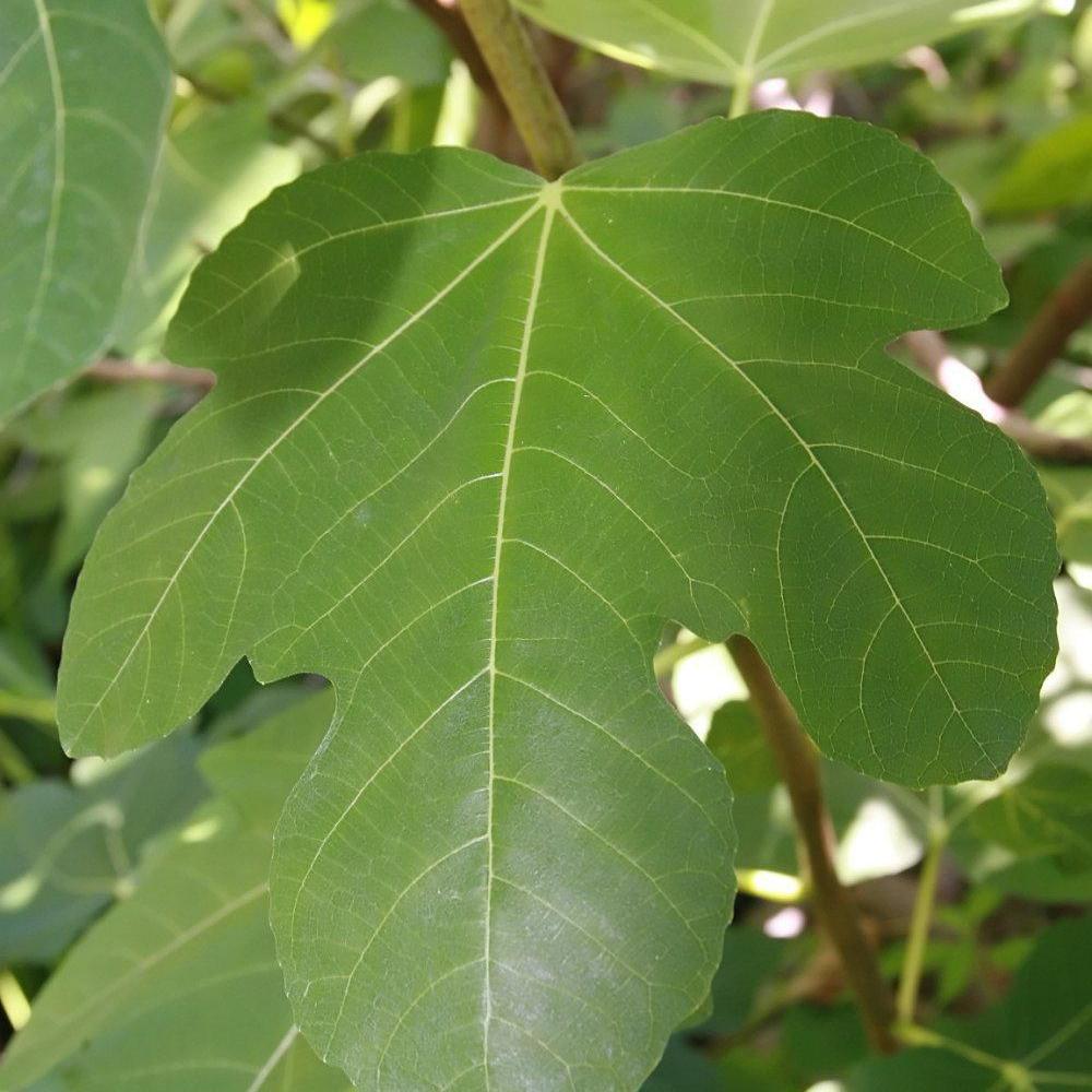 Ficus carica 'Brown Turkey'  - Brown Turkey Fig