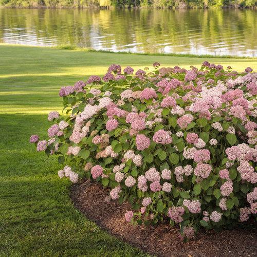 Invincibelle® Spirit II Hydrangea