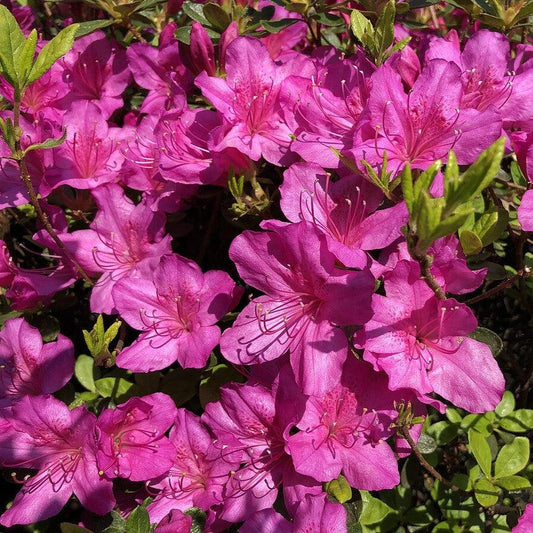 Girard's Fuchsia Azalea