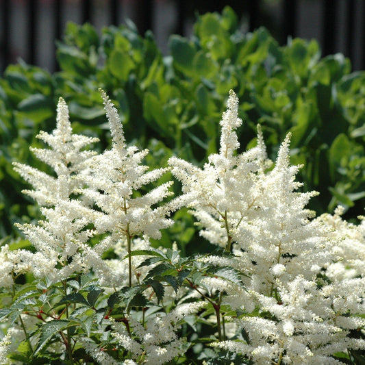 Vision in White Chinese Astilbe