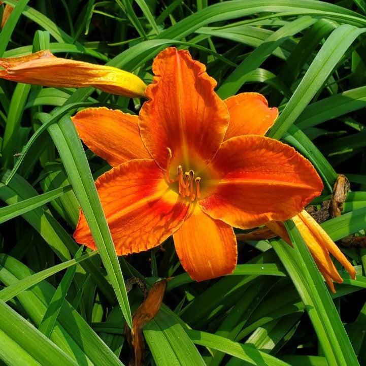 Hemerocallis 'Alabama Jubilee'  - Alabama Jubilee Daylily