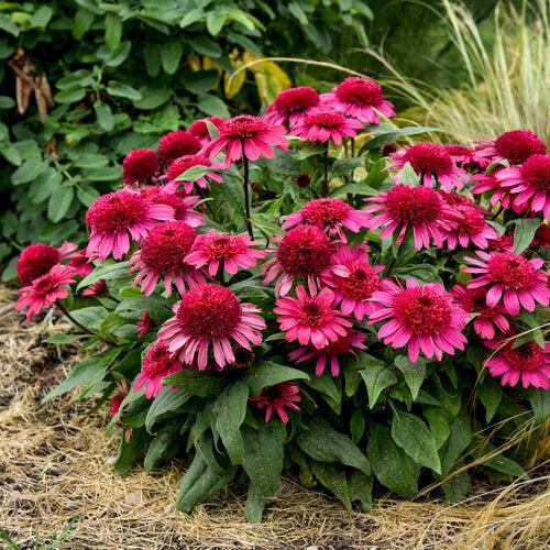 Echinacea 'Raspberry Beret'  - Double Coded® Raspberry Beret Echinacea