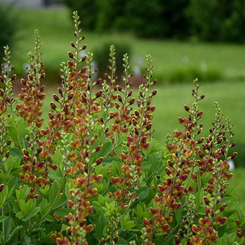 Baptisia 'Cherries Jubilee'  - Decadence® Cherries Jubilee Baptisia