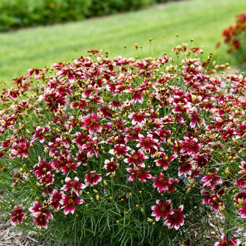 Coreopsis verticillata 'Heartstrings'  - Designer Threads™ Heartstrings Coreopsis