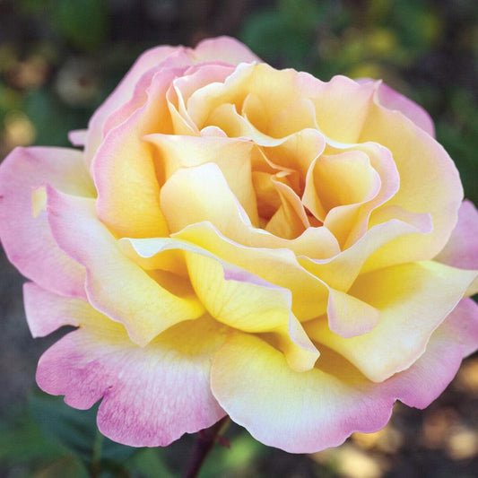 Peace Rose
