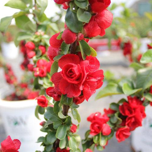 PW® Double Take™ Scarlet Flowering Quince