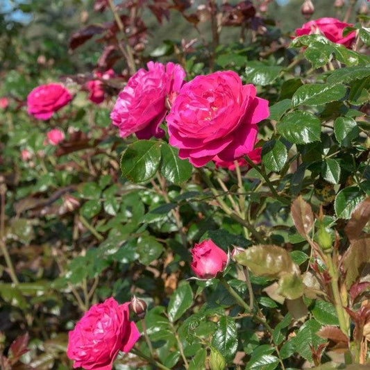 Rosa 'Meicatess' PP 34,789  - Loves Me, Loves Me Not™ Rose